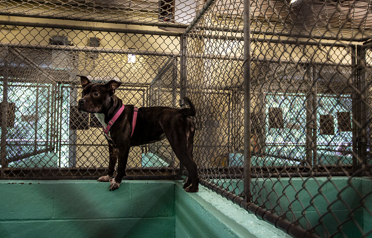 Animal Shelter